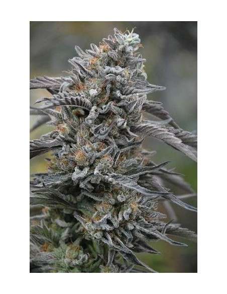 HUMBOLDT SEED - Black D.O.G. - 1
