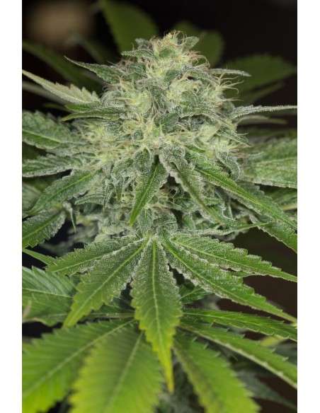 HUMBOLDT SEED - Sapphire OG - 1