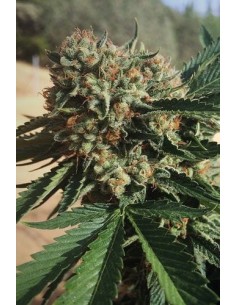 HUMBOLDT SEED - Sapphire OG - 1 2