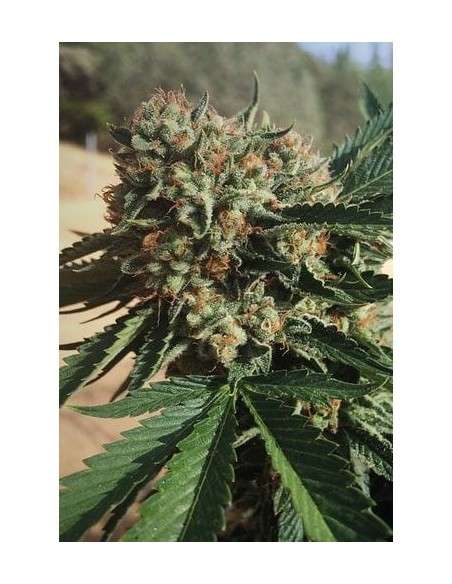 HUMBOLDT SEED - Sapphire OG - 2