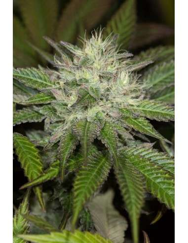 HUMBOLDT SEED - Sapphire OG - 3