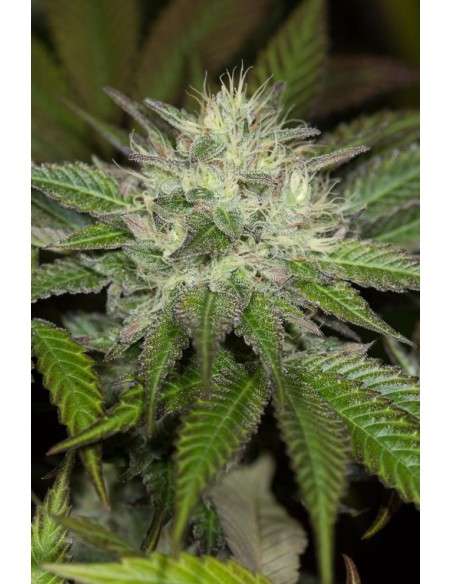 HUMBOLDT SEED - Sapphire OG - 3