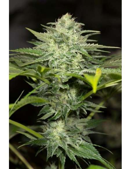 HUMBOLDT SEED - Sapphire OG - 4