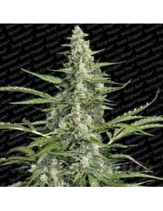 PARADISE SEEDS - Pandora Auto - 1