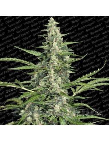 PARADISE SEEDS - Pandora Auto - 1