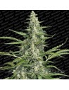 PARADISE SEEDS - Pandora Auto - 1