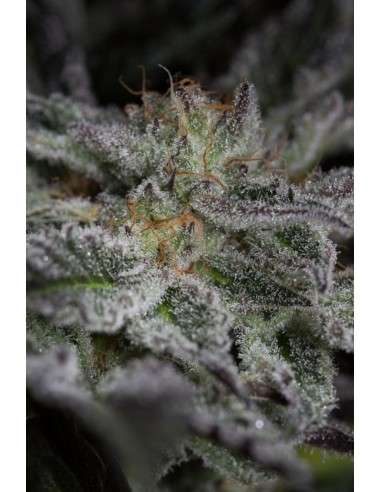 HUMBOLDT SEED - Sapphire OG - 5