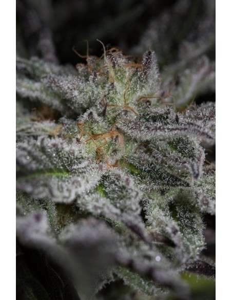 HUMBOLDT SEED - Sapphire OG - 5