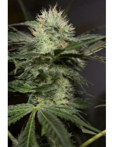 HUMBOLDT SEED - Sapphire OG - 6