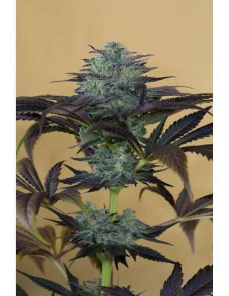 HUMBOLDT SEED - Sapphire OG - 7