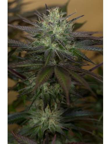HUMBOLDT SEED - Sapphire OG - 8