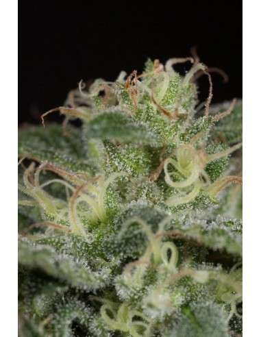 HUMBOLDT SEED - Sapphire OG - 9