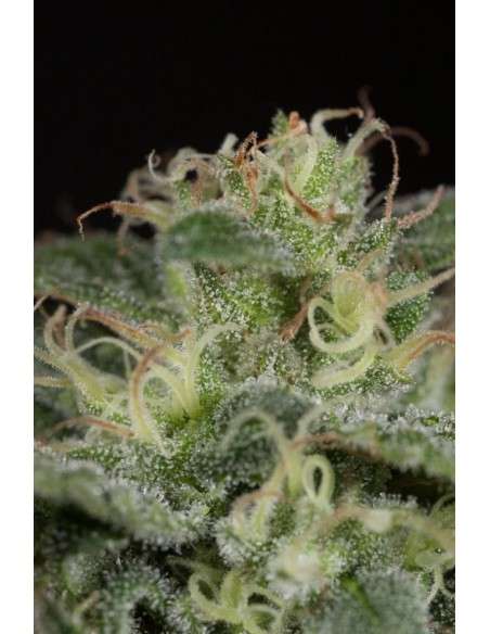 HUMBOLDT SEED - Sapphire OG - 9