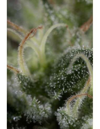 HUMBOLDT SEED - Sapphire OG - 10