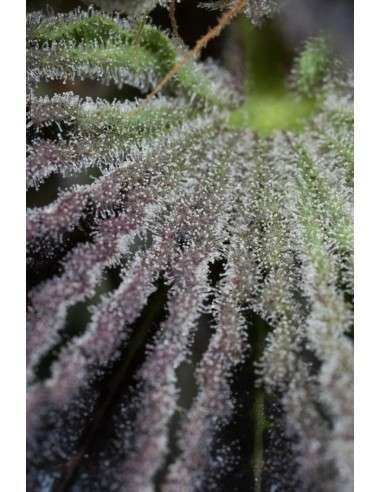HUMBOLDT SEED - Sapphire OG - 11