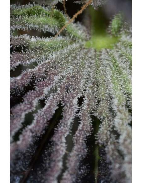 HUMBOLDT SEED - Sapphire OG - 11