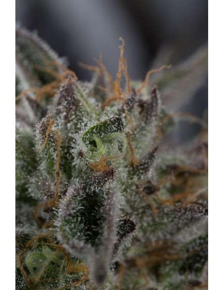 HUMBOLDT SEED - Sapphire OG - 12