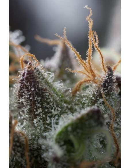 HUMBOLDT SEED - Sapphire OG - 13
