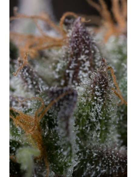 HUMBOLDT SEED - Sapphire OG - 14