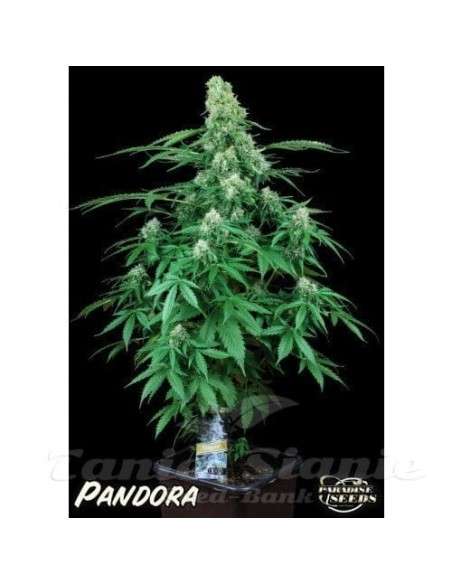 PARADISE SEEDS - Pandora Auto - 2