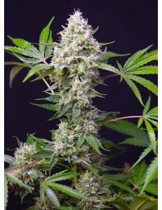 SWEET SEEDS - Blow Mind Auto - 1
