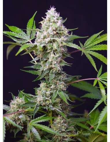 SWEET SEEDS - Blow Mind Auto - 1
