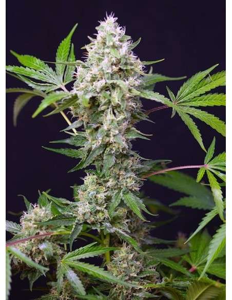 SWEET SEEDS - Blow Mind Auto - 1
