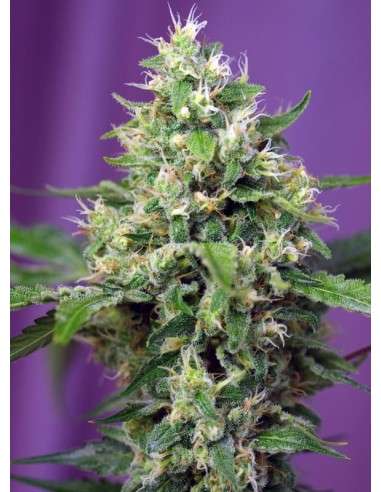 SWEET SEEDS - Blow Mind Auto - 2