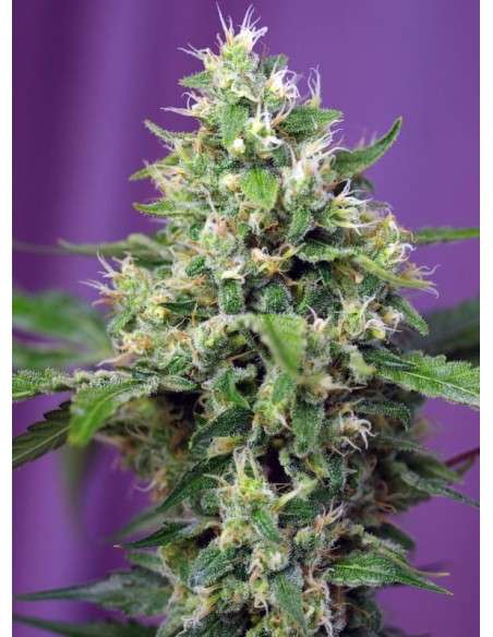 SWEET SEEDS - Blow Mind Auto - 2