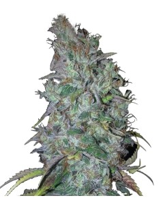 Blue Dream Auto - 1