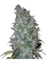 Blue Dream Auto - 1