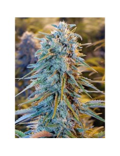 Blue Dream Auto - 1 2