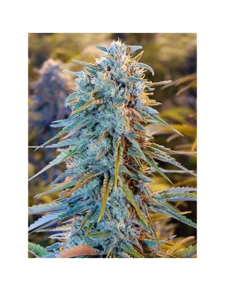 Blue Dream Auto - 2