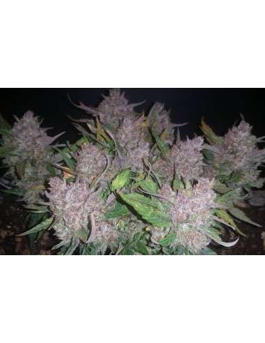 Blue Dream Auto - 3