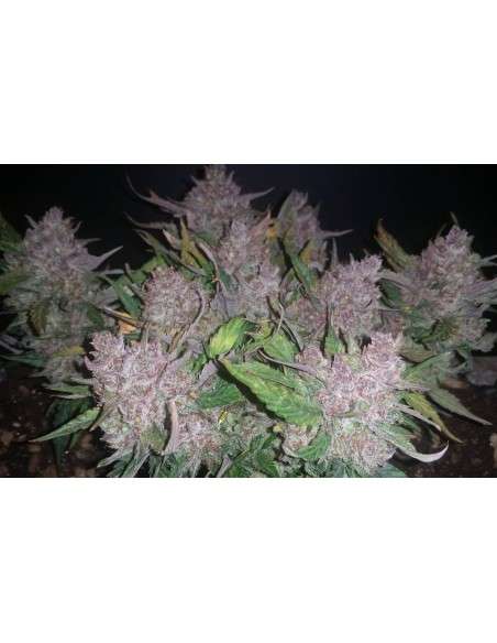 Blue Dream Auto - 3