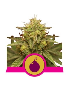 ROYAL QUEEN SEEDS - Royal Domina - 1