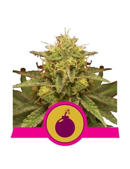 ROYAL QUEEN SEEDS - Royal Domina - 1