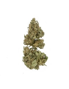 ROYAL QUEEN SEEDS - Royal Domina - 1 2