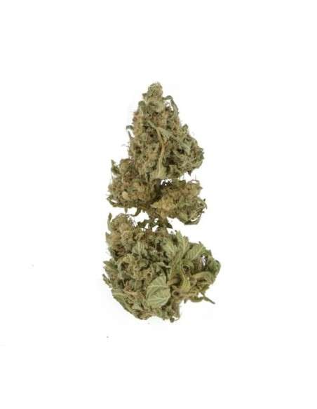 ROYAL QUEEN SEEDS - Royal Domina - 2