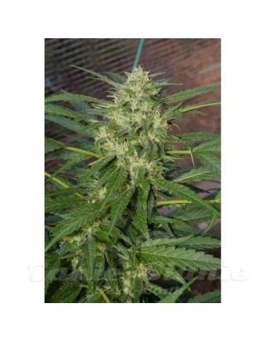 PARADISE SEEDS - Pandora Auto - 3