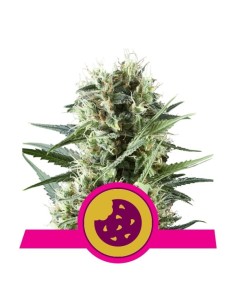 ROYAL QUEEN SEEDS - Royal Cookies - 1