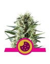 ROYAL QUEEN SEEDS - Royal Cookies - 1