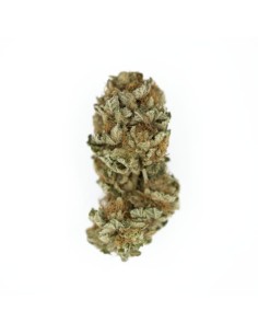 ROYAL QUEEN SEEDS - Royal Cookies - 1 2