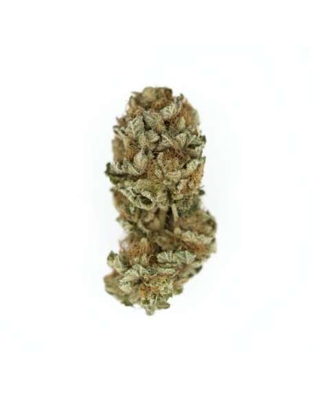 ROYAL QUEEN SEEDS - Royal Cookies - 2
