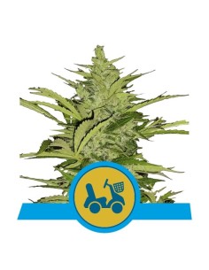 ROYAL QUEEN SEEDS - Fast Eddy Auto CBD - 1