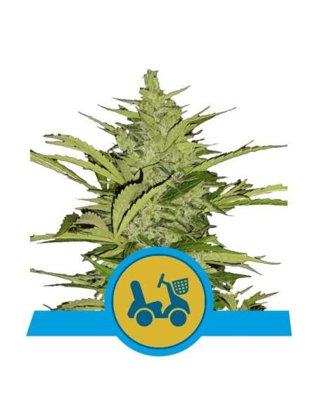 ROYAL QUEEN SEEDS - Fast Eddy Auto CBD - 1