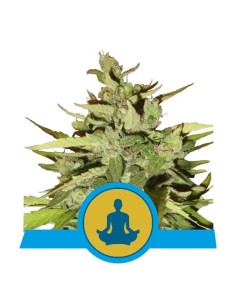 ROYAL QUEEN SEEDS - Stress Killer Auto CBD - 1