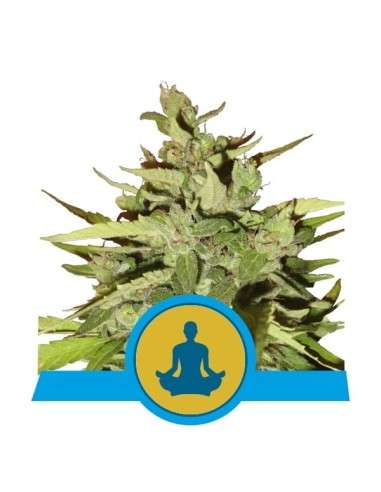 ROYAL QUEEN SEEDS - Stress Killer Auto CBD - 1