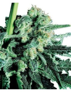 SENSI SEEDS - Sensi Skunk - 1