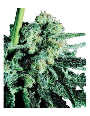 SENSI SEEDS - Sensi Skunk - 1